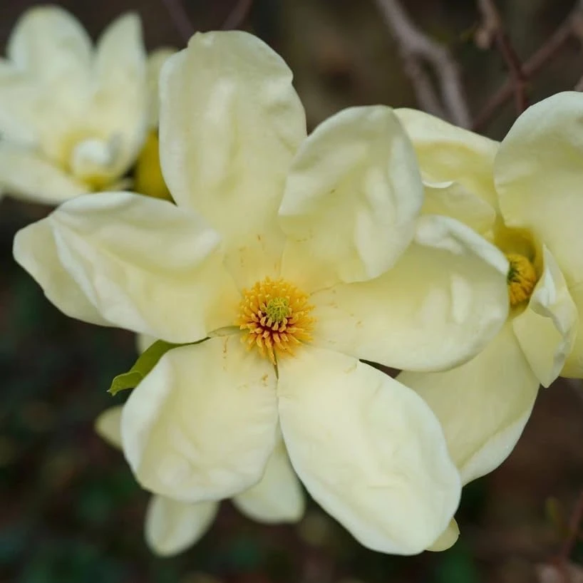 Sweetbay Magnolia Trees - Live Plant 2 Pack, White Flowers, 9-18" Tall, Quart Pot, Outdoor Shrub - Image 5
