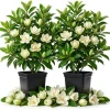 Sweetbay Magnolia Trees - Live Plant 2 Pack, White Flowers, 9-18" Tall, Quart Pot, Outdoor Shrub - Image 1