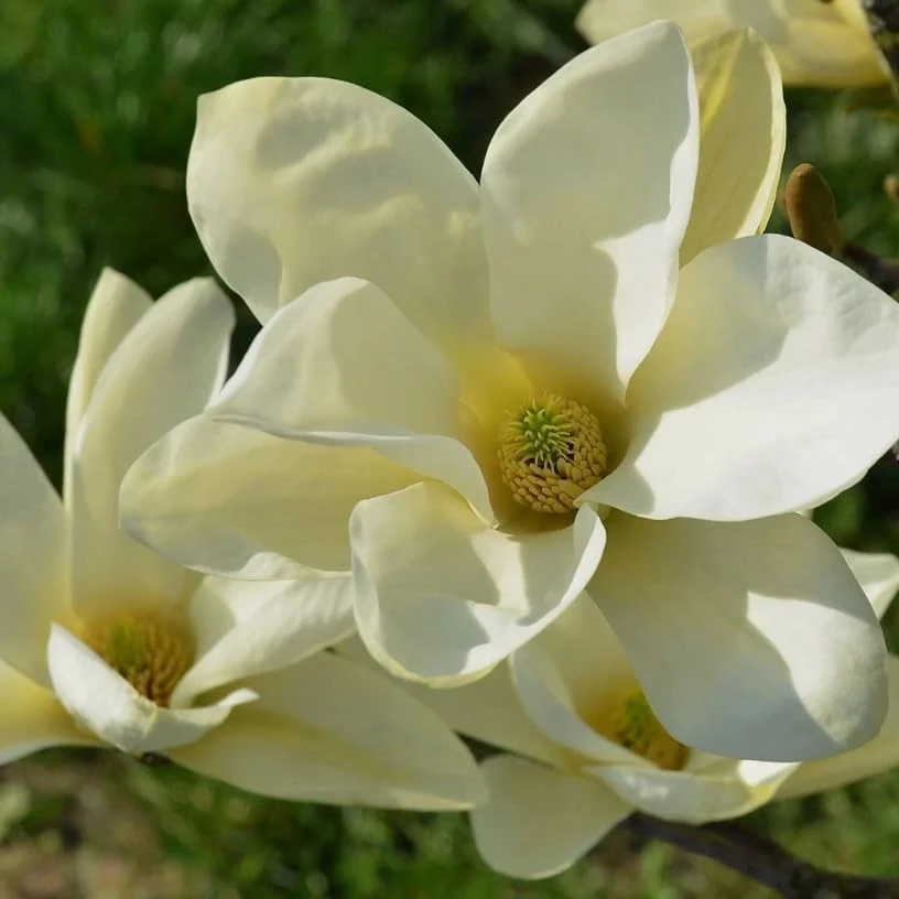 Sweetbay Magnolia Trees - Live Plant 2 Pack, White Flowers, 9-18" Tall, Quart Pot, Outdoor Shrub - Image 6