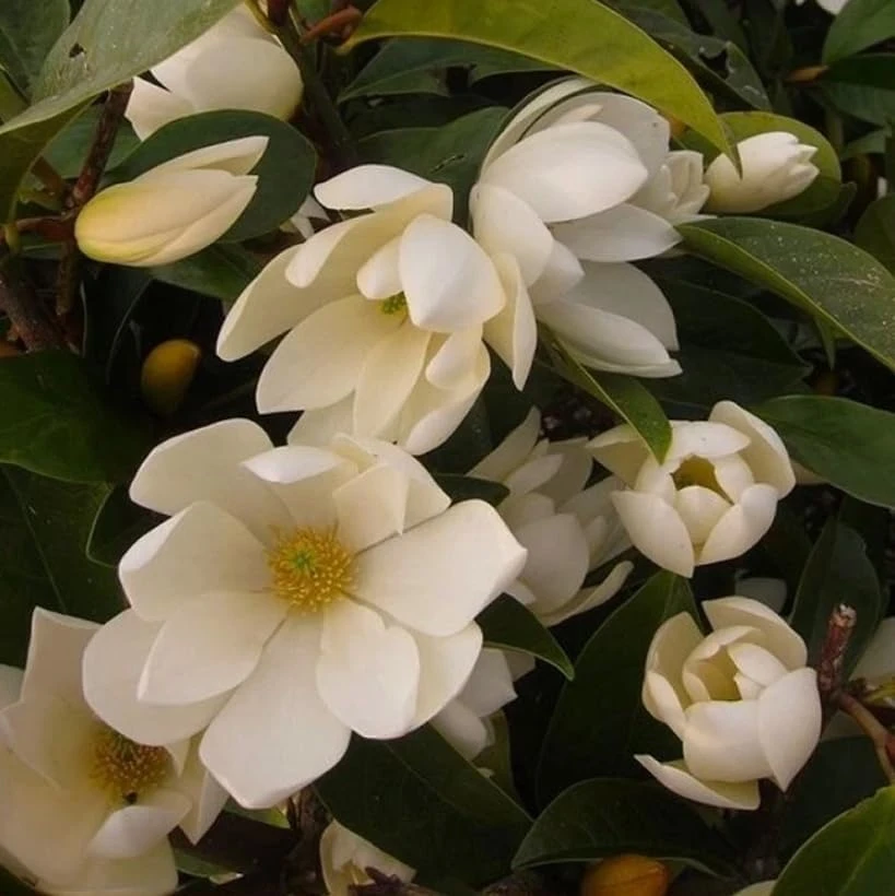 Sweetbay Magnolia Trees - Live Plant 2 Pack, White Flowers, 9-18" Tall, Quart Pot, Outdoor Shrub - Image 7