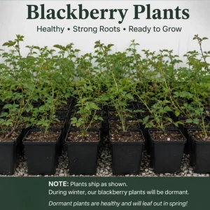 Thornless Blackberry Bush Live Plant - Large Fruits, 6-10" Tall, 4" Pot, Outdoor Perennial - Image 2