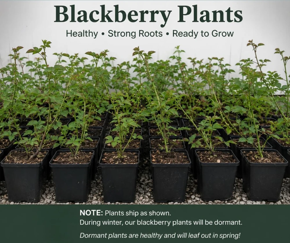 Thornless Blackberry Bush Live Plant - Large Fruits, 6-10" Tall, 4" Pot, Outdoor Perennial - Image 2