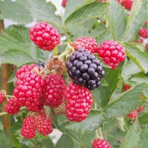 Thornless Blackberry Bush Live Plant - Large Fruits, 6-10