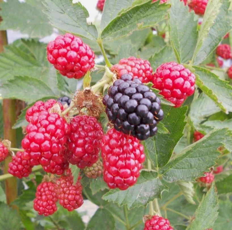 Thornless Blackberry Bush Live Plant - Large Fruits, 6-10" Tall, 4" Pot, Outdoor Perennial - Image 3