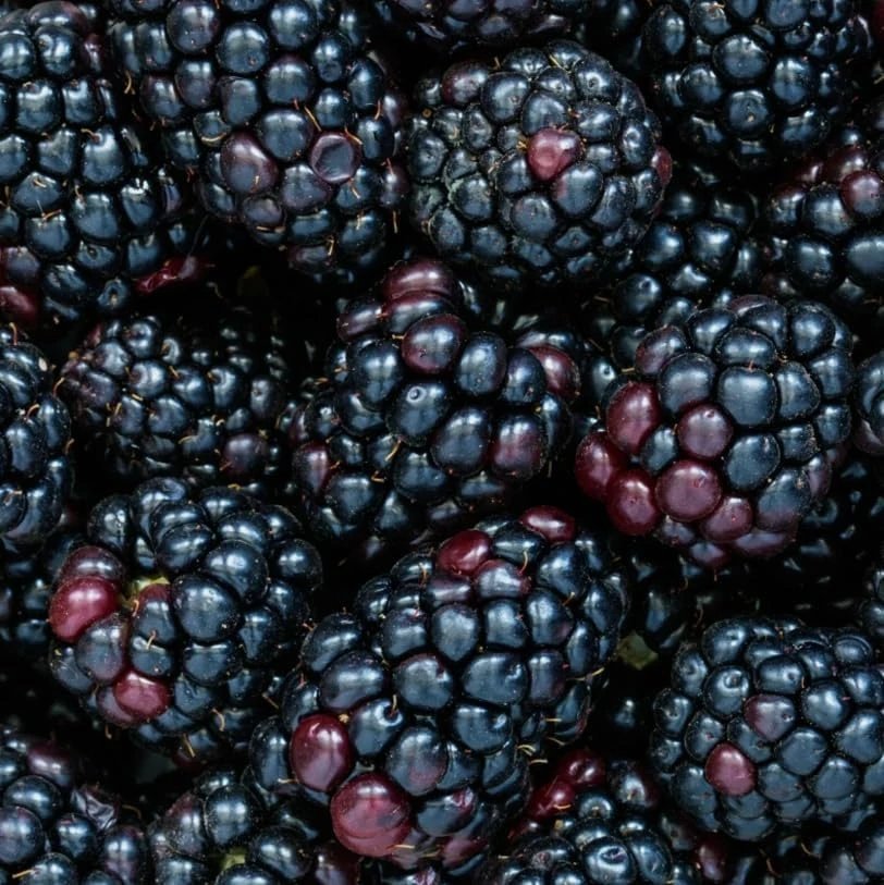 Thornless Blackberry Bush Live Plant - Large Fruits, 6-10" Tall, 4" Pot, Outdoor Perennial - Image 5