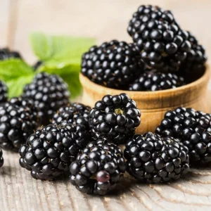 Thornless Blackberry Bush Live Plant - Pack of 2, 6-10