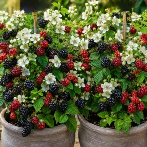 Thornless Blackberry Bush Live Plant - Pack of 2, 6-10" Tall in 4" Pot, Large Fruits, Outdoor Perennial - Image 1