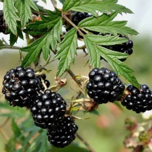 Thornless Blackberry Live Plants - Sweet Black Berries Bush, 2-Pack, 6-10