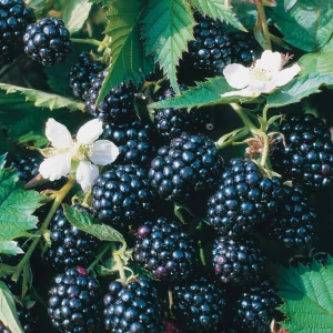 Thornless Blackberry Live Plants - Sweet Black Berries Bush, 2-Pack, 6-10
