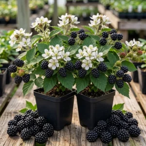 Thornless Blackberry Plants - Pack of 2 Live Bushes, 6-10" Tall in 4" Pots, Outdoor - Image 1