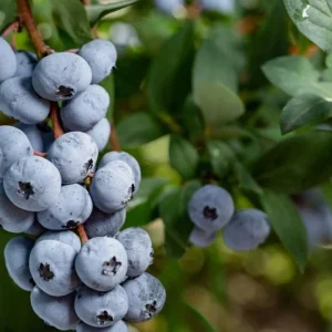 Top Hat Blueberry Bush Live Plant, 2 Pack, 5-10 Inches Tall, 4 Inch Pot - Image 2