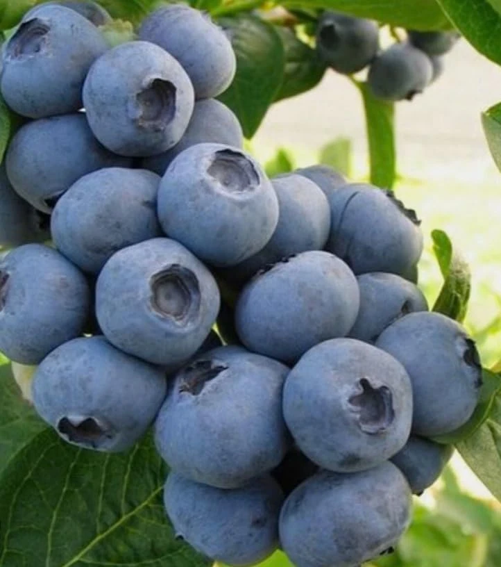 Top Hat Blueberry Bush Live Plant, 2 Pack, 5-10 Inches Tall, 4 Inch Pot - Image 3