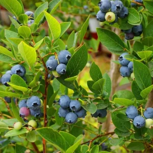 Top Hat Blueberry Bush Live Plant, 2 Pack, 5-10 Inches Tall, 4 Inch Pot - Image 5