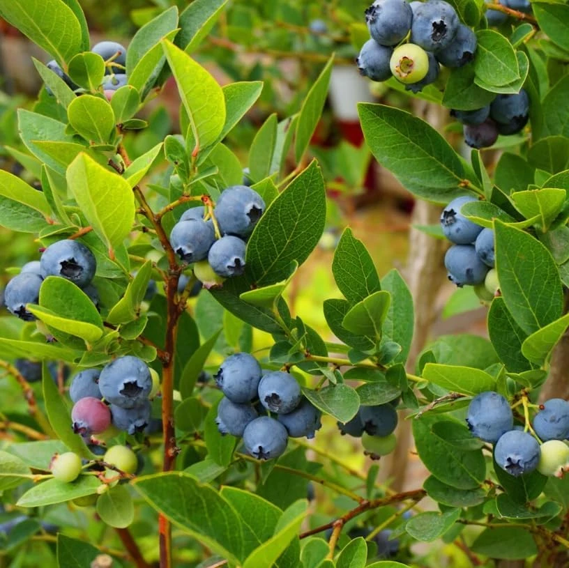 Top Hat Blueberry Bush Live Plant, 2 Pack, 5-10 Inches Tall, 4 Inch Pot - Image 5