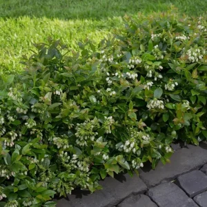 Top Hat Blueberry Bush Live Plant, 2 Pack, 5-10 Inches Tall, 4 Inch Pot - Image 6