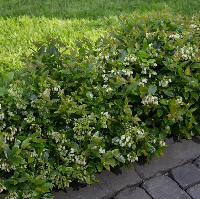 Top Hat Blueberry Bush Live Plant, 2 Pack, 5-10 Inches Tall, 4 Inch Pot - Image 6