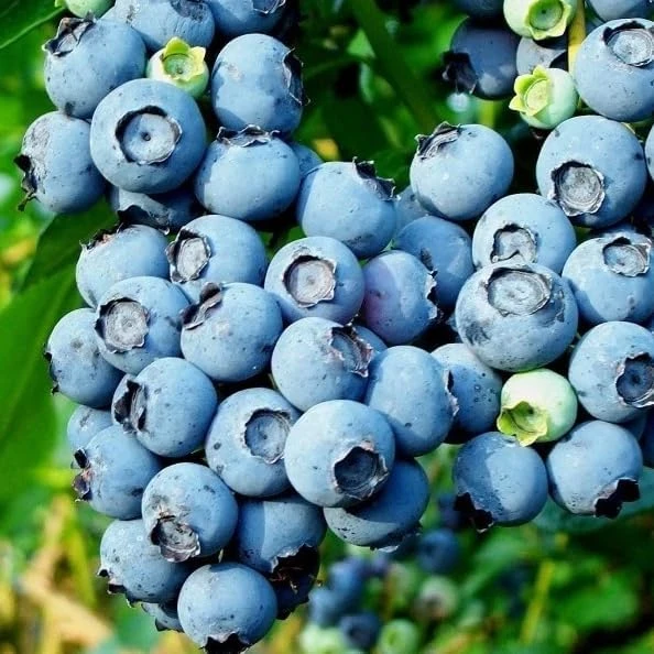 Top Hat Blueberry Bush Live Plant, 5-10 Inches Tall, 4 Inch Pot, Outdoor Fruit Plant - Image 3