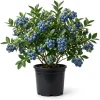 Top Hat Blueberry Bush Live Plant, 5-10 Inches Tall, 4 Inch Pot, Outdoor Fruit Plant - Image 1