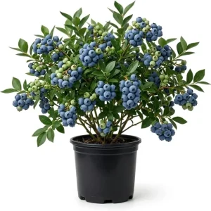 Top Hat Blueberry Bush Live Plant, 5-10 Inches Tall, 4 Inch Pot, Outdoor Fruit Plant - Image 1