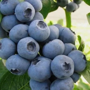 Top Hat Blueberry Bush Live Plant, 5-10 Inches Tall, 4 Inch Pot, Outdoor Fruit Plant - Image 5