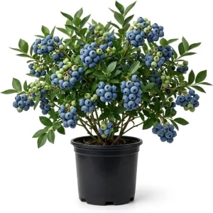 Top Hat Blueberry Bush Live Plant, 5-10 Inches Tall, 4 Inch Pot, Outdoor Fruit Plant - Image 1