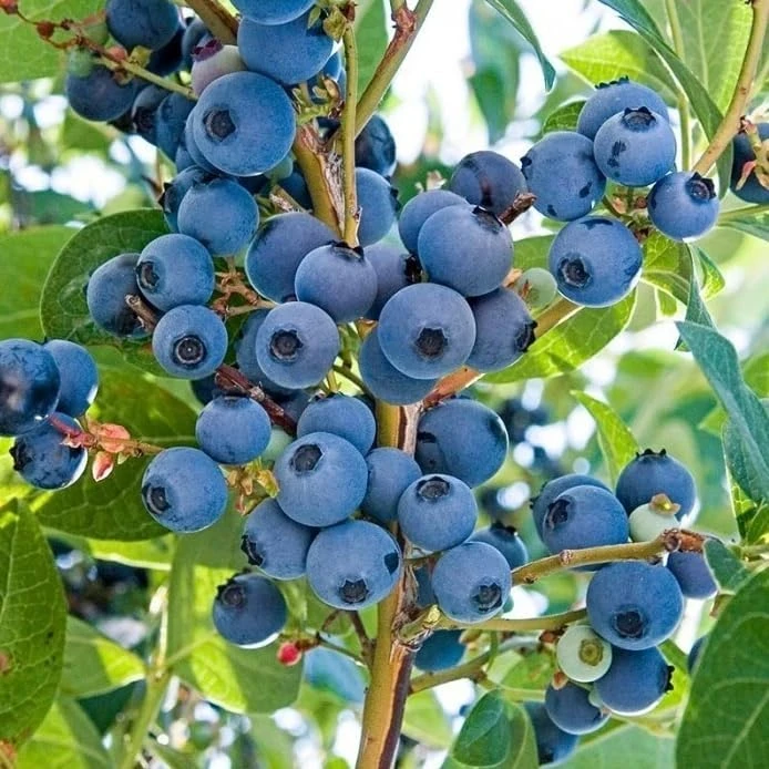Top Hat Blueberry Bush Live Plant, 5-10 Inches Tall, 4 Inch Pot, Outdoor Fruit Plant - Image 7