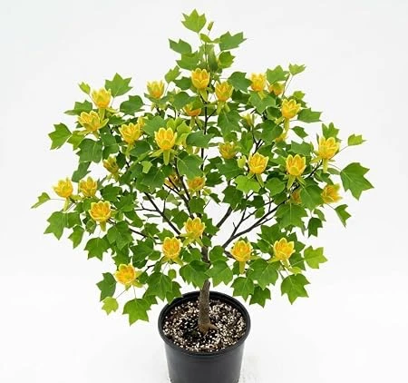 Tulip Poplar Tree Live Plant – 8-12 inch Tall, Yellow Blooming Deciduous Tree in Quart Pot, Outdoor - Image 2