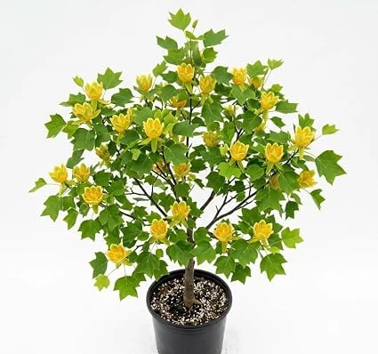 Tulip Poplar Tree Live Plant – 8-12 inch Tall, Yellow Blooming Deciduous Tree in Quart Pot, Outdoor - Image 3