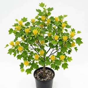 Tulip Poplar Tree Live Plant – 8-12 inch Tall, Yellow Blooming Deciduous Tree in Quart Pot, Outdoor - Image 4