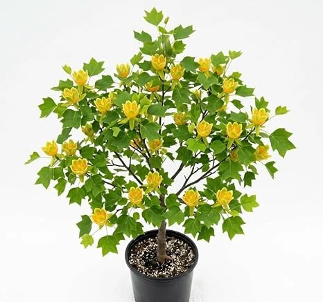 Tulip Poplar Tree Live Plant – 8-12 inch Tall, Yellow Blooming Deciduous Tree in Quart Pot, Outdoor - Image 4