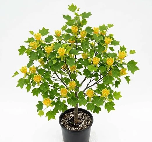 Tulip Poplar Tree Live Plant – 8-12 inch Tall, Yellow Blooming Deciduous Tree in Quart Pot, Outdoor - Image 5