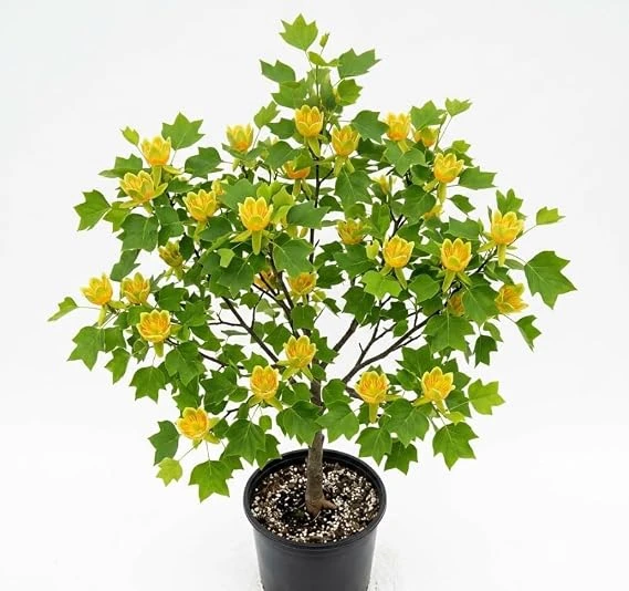 Tulip Poplar Tree Live Plant – 8-12 inch Tall, Yellow Blooming Deciduous Tree in Quart Pot, Outdoor - Image 6