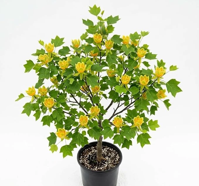 Tulip Poplar Tree Live Plant – 8-12 inch Tall, Yellow Blooming Deciduous Tree in Quart Pot, Outdoor - Image 7