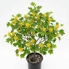 Tulip Poplar Tree Live Plant – 8-12 inch Tall, Yellow Blooming Deciduous Tree in Quart Pot, Outdoor - Image 1