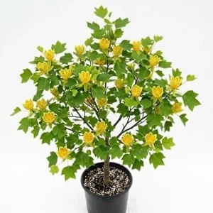 Tulip Poplar Tree Live Plant – 8-12 inch Tall, Yellow Blooming Deciduous Tree in Quart Pot, Outdoor - Image 1