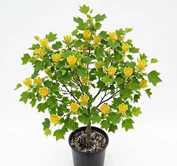 Tulip Poplar Tree Live Plant – 8-12 inch Tall, Yellow Blooming Deciduous Tree in Quart Pot, Outdoor - Image 1