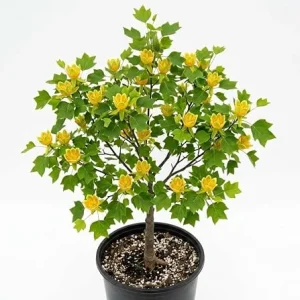 Tulip Poplar Trees Live Plant – Pack of 2 – Yellow Blossoms – 8-12" Tall Potted - Image 2