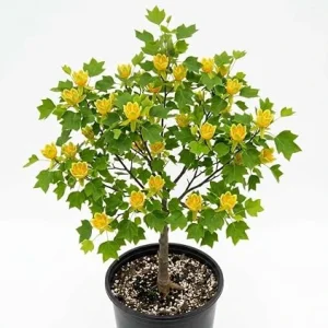 Tulip Poplar Trees Live Plant – Pack of 2 – Yellow Blossoms – 8-12