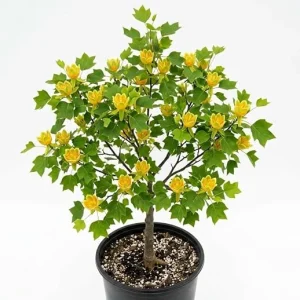 Tulip Poplar Trees Live Plant – Pack of 2 – Yellow Blossoms – 8-12