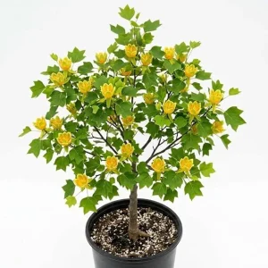 Tulip Poplar Trees Live Plant – Pack of 2 – Yellow Blossoms – 8-12