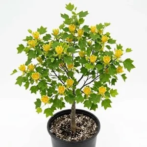 Tulip Poplar Trees Live Plant – Pack of 2 – Yellow Blossoms – 8-12" Tall Potted - Image 1