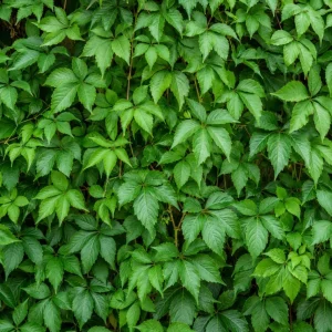 Virginia Creeper Live Plant – 2 Pack Climbing Vines, 5-7 inches Tall, Vibrant Red Fall Color, Outdoor Perennial - Image 2