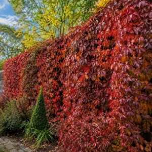 Virginia Creeper Live Plant – 2 Pack Climbing Vines, 5-7 inches Tall, Vibrant Red Fall Color, Outdoor Perennial - Image 5