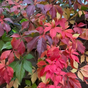 Virginia Creeper Live Plant – 2 Pack Climbing Vines, 5-7 inches Tall, Vibrant Red Fall Color, Outdoor Perennial - Image 7