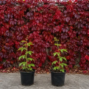 Virginia Creeper Live Plant – 2 Pack Climbing Vines, 5-7 inches Tall, Vibrant Red Fall Color, Outdoor Perennial - Image 1