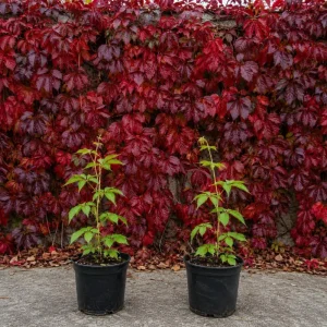 Virginia Creeper Live Vine Plants - 2-Pack, 5-7 Inch Tall, Red Fall Foliage, Outdoor Climbing Perennial - Image 1