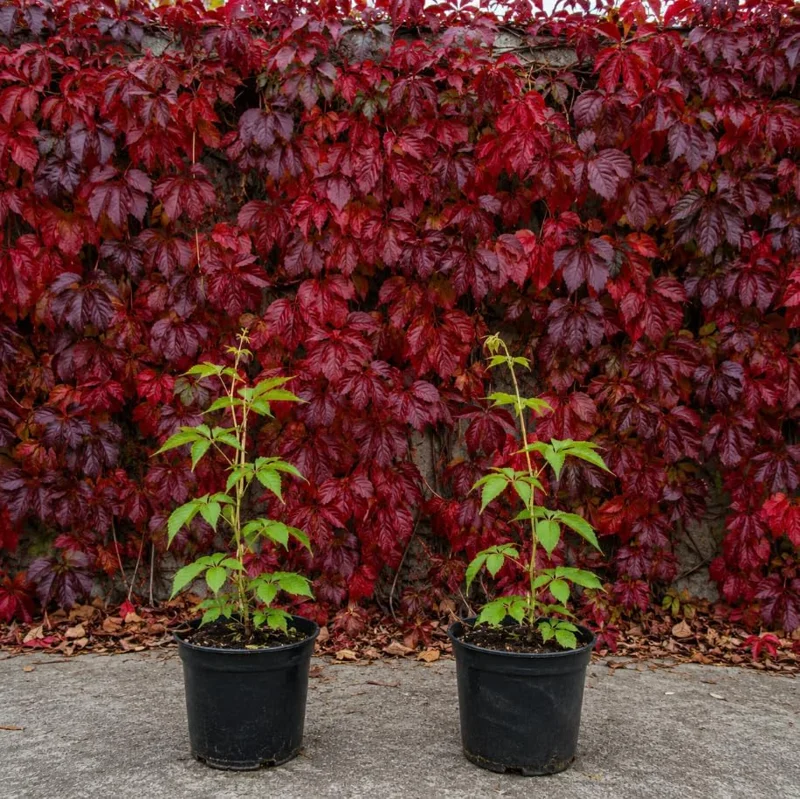 Virginia Creeper Live Vine Plants - 2-Pack, 5-7 Inch Tall, Red Fall Foliage, Outdoor Climbing Perennial - Image 1