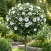 White Althea Rose of Sharon 'Red Heart' Live Plant - 2 Pack, 8-12 Inch Tall, Quart Pot, Outdoor Flowering Shrub - Image 1
