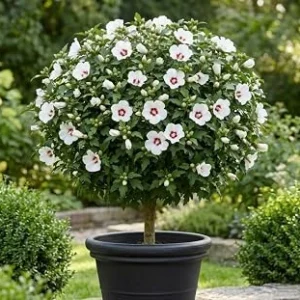 White Althea Rose of Sharon 'Red Heart' Live Plant 8-12 Inch Tall, Quart Pot, Hardy Shrub - Image 1