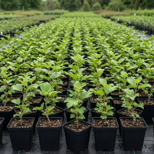 White Ball Viburnum Shrub - Live Plant, Fragrant Snowball, 6-12" Tall, 4" Pot, Outdoor - Image 2
